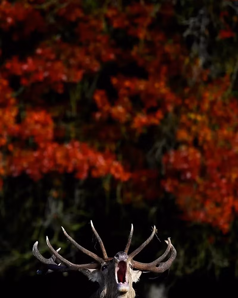 Cảnh sắc mùa thu trên toàn thế giới