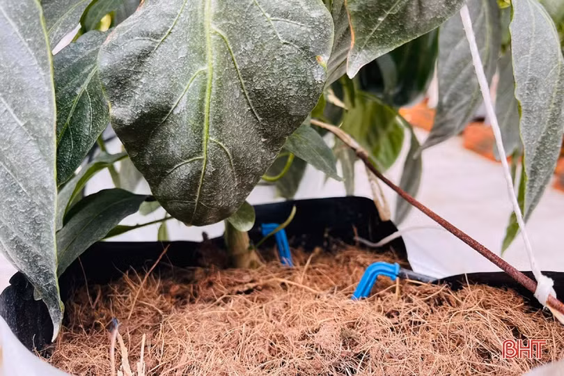 Mát mắt vườn ớt chuông công nghệ cao của nông dân Hà Tĩnh