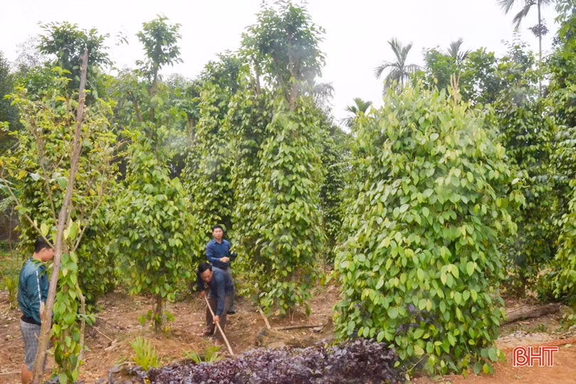 Nông dân Kỳ Thượng mong muốn phát triển cây tiêu theo hướng hàng hóa