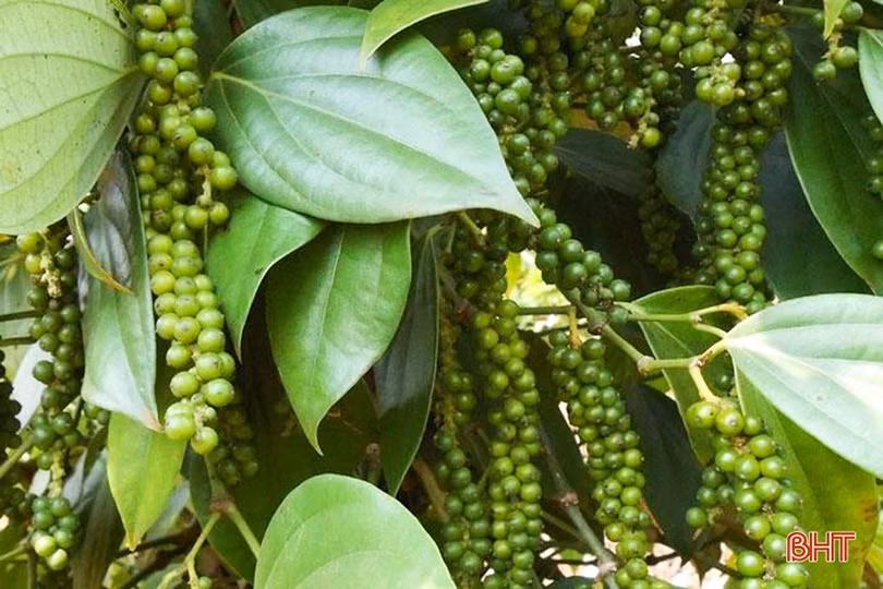 Nông dân Kỳ Thượng mong muốn phát triển cây tiêu theo hướng hàng hóa