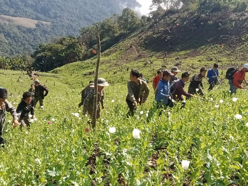 Lào phát hiện các rẫy thuốc phiện có diện tích cực lớn trên địa bàn 8 tỉnh