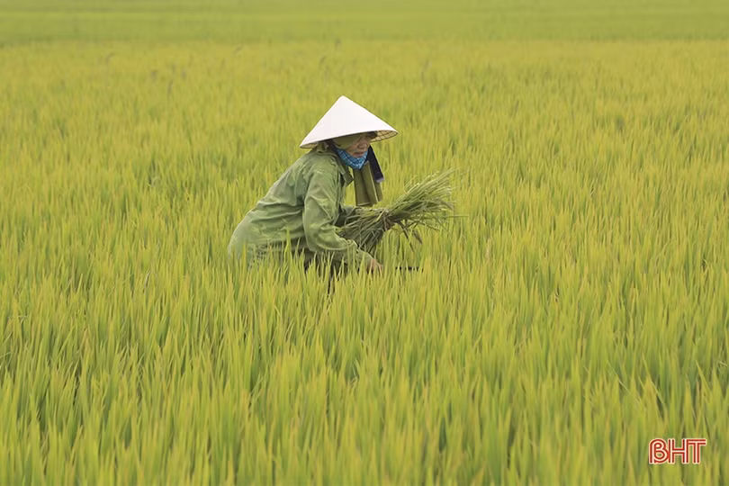 Can Lộc tập trung phòng trừ bệnh đạo ôn, vàng lá trên lúa vụ xuân