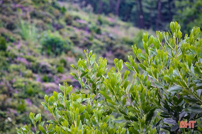 Thắm xanh những cánh rừng tàn sau vụ cháy lịch sử ở Hà Tĩnh