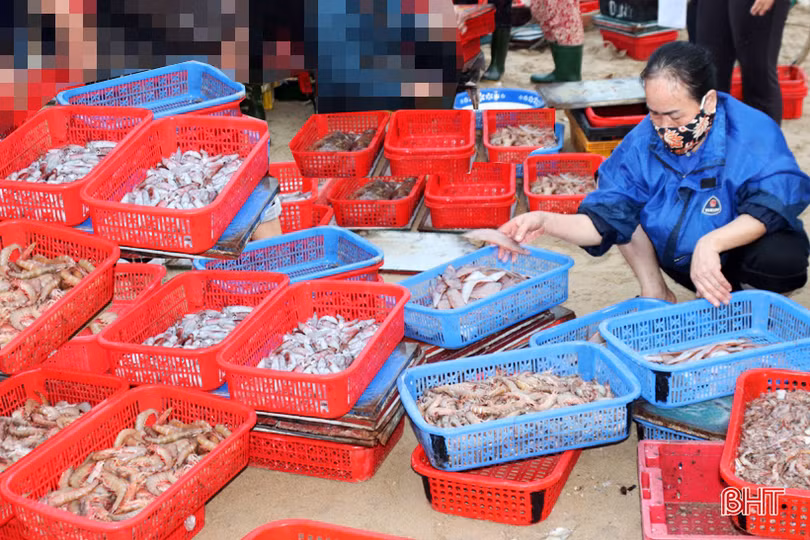 Hải sản tươi sống “đắt khách”, ngư dân Hà Tĩnh phấn khởi vươn khơi