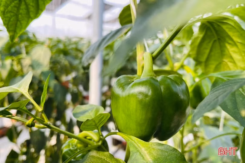 Mát mắt vườn ớt chuông công nghệ cao của nông dân Hà Tĩnh