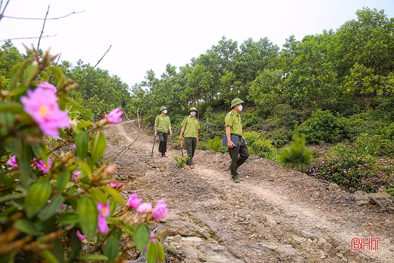 Thắm xanh những cánh rừng tàn sau vụ cháy lịch sử ở Hà Tĩnh