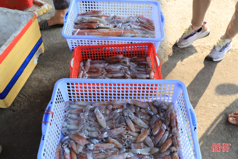 Ngư dân vùng cửa biển Hà Tĩnh liên tục “trúng đậm” mực ống