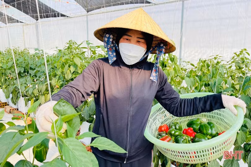 Mát mắt vườn ớt chuông công nghệ cao của nông dân Hà Tĩnh