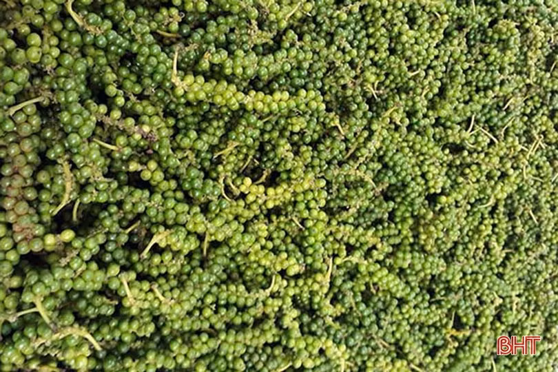 Nông dân Kỳ Thượng mong muốn phát triển cây tiêu theo hướng hàng hóa