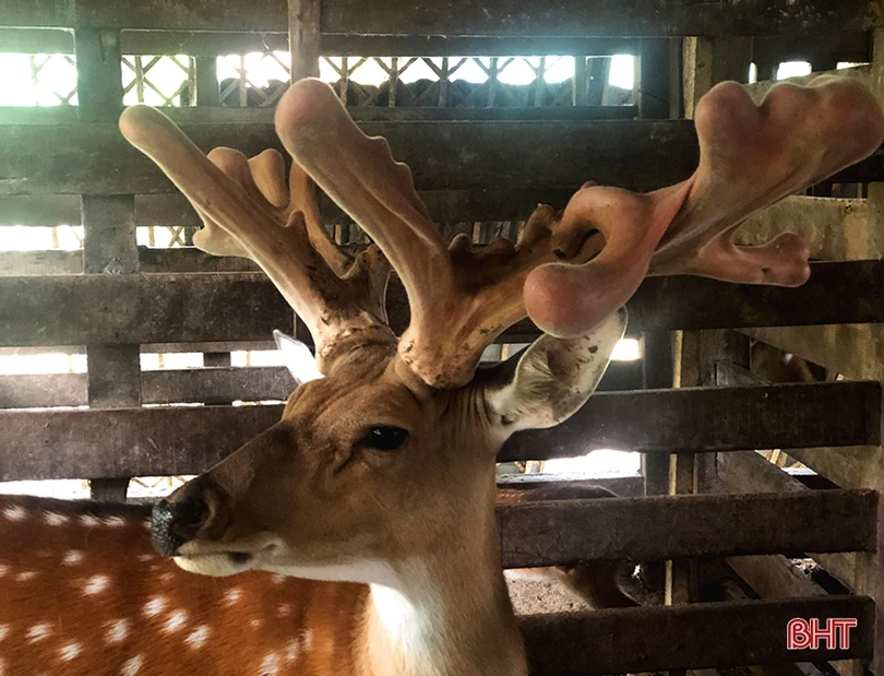 Chiêm ngưỡng cặp nhung hươu “khủng” ở Hà Tĩnh