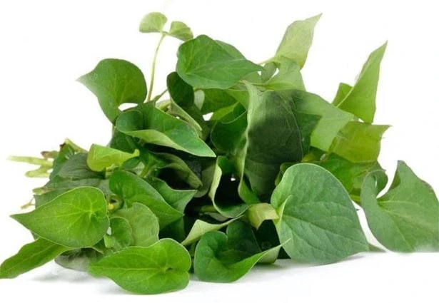 5 bài thuốc nam giúp giảm tác dụng phụ sau tiêm vaccine