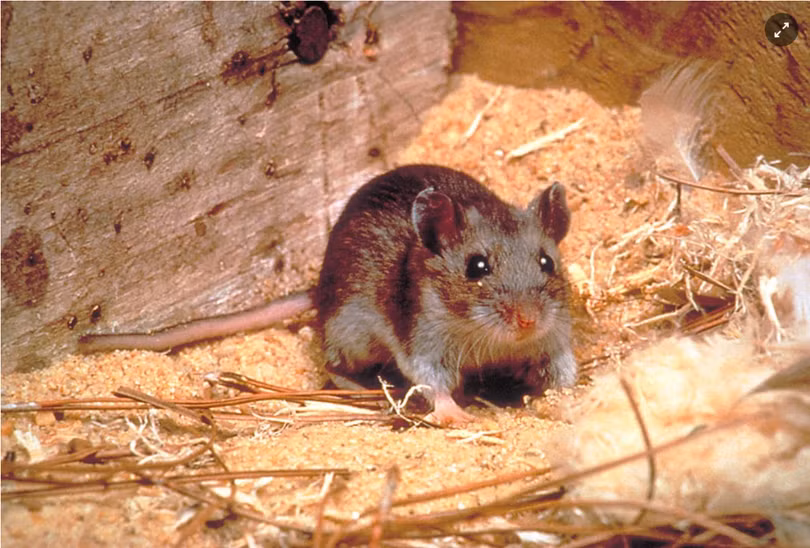 Những loại virus nguy hiểm