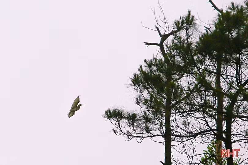 Thắm xanh những cánh rừng tàn sau vụ cháy lịch sử ở Hà Tĩnh