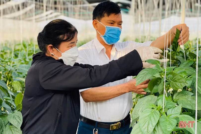 Mát mắt vườn ớt chuông công nghệ cao của nông dân Hà Tĩnh