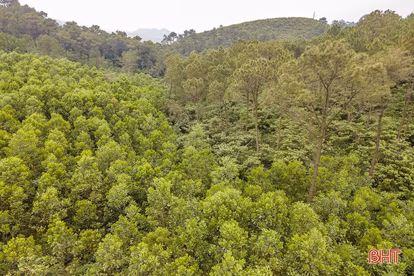 Thắm xanh những cánh rừng tàn sau vụ cháy lịch sử ở Hà Tĩnh