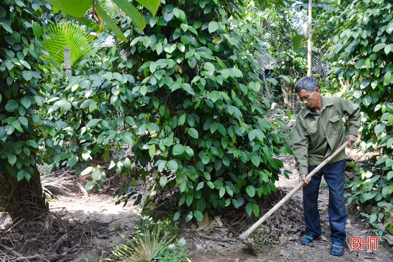 Nông dân Kỳ Thượng mong muốn phát triển cây tiêu theo hướng hàng hóa