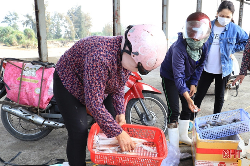 Ngư dân vùng cửa biển Hà Tĩnh liên tục “trúng đậm” mực ống