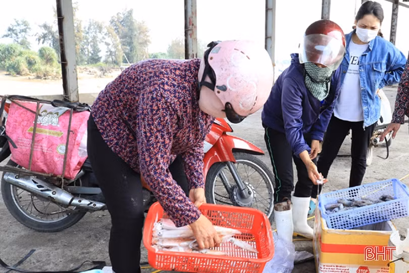 Ngư dân vùng cửa biển Hà Tĩnh liên tục “trúng đậm” mực ống