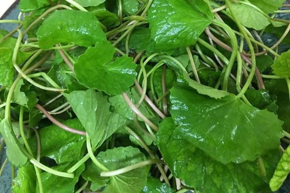 5 bài thuốc nam giúp giảm tác dụng phụ sau tiêm vaccine