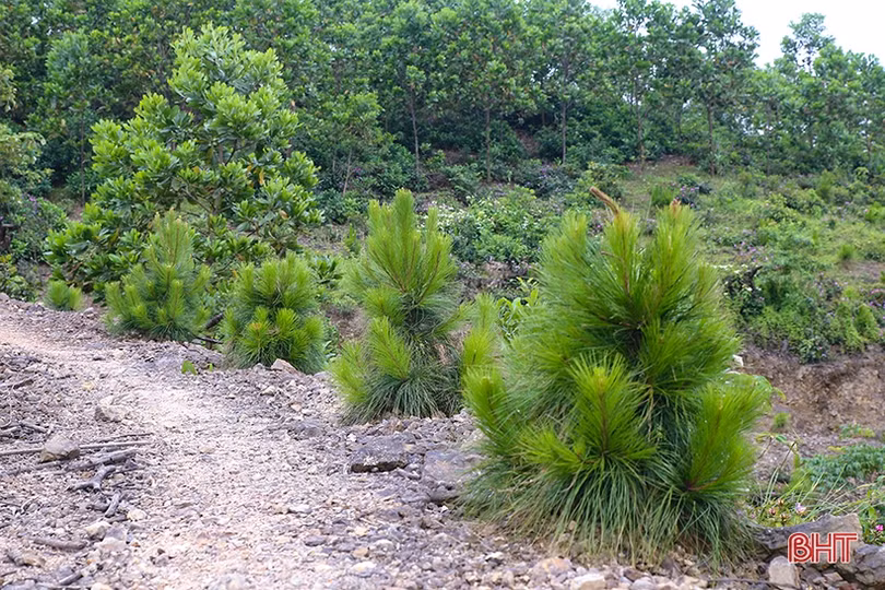 Thắm xanh những cánh rừng tàn sau vụ cháy lịch sử ở Hà Tĩnh