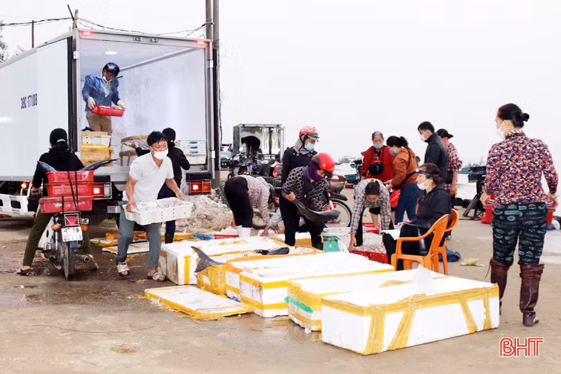 Hải sản tươi sống “đắt khách”, ngư dân Hà Tĩnh phấn khởi vươn khơi