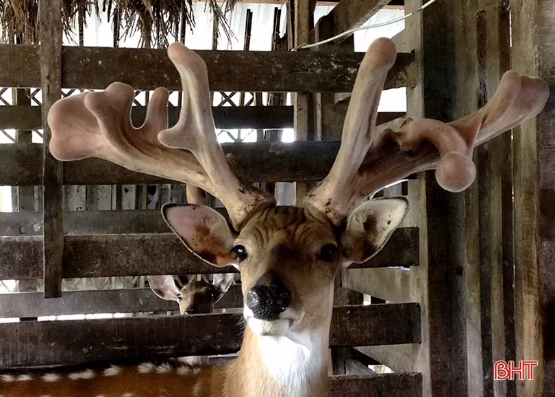 Chiêm ngưỡng cặp nhung hươu “khủng” ở Hà Tĩnh