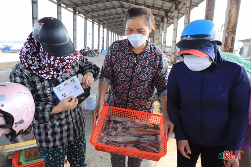 Ngư dân vùng cửa biển Hà Tĩnh liên tục “trúng đậm” mực ống