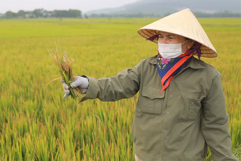 Can Lộc tập trung phòng trừ bệnh đạo ôn, vàng lá trên lúa vụ xuân