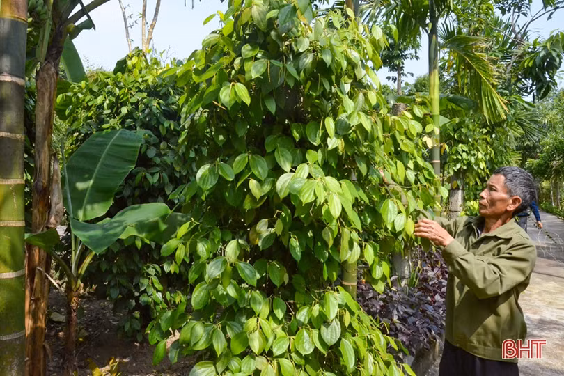 Nông dân Kỳ Thượng mong muốn phát triển cây tiêu theo hướng hàng hóa