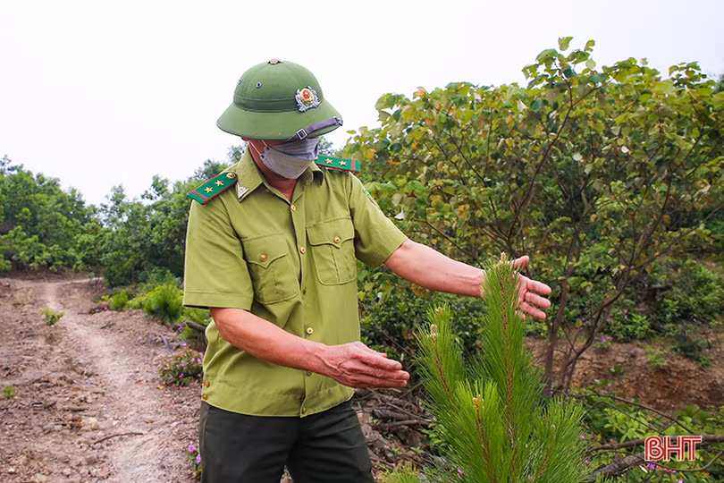 Thắm xanh những cánh rừng tàn sau vụ cháy lịch sử ở Hà Tĩnh