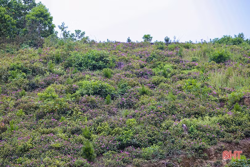 Thắm xanh những cánh rừng tàn sau vụ cháy lịch sử ở Hà Tĩnh