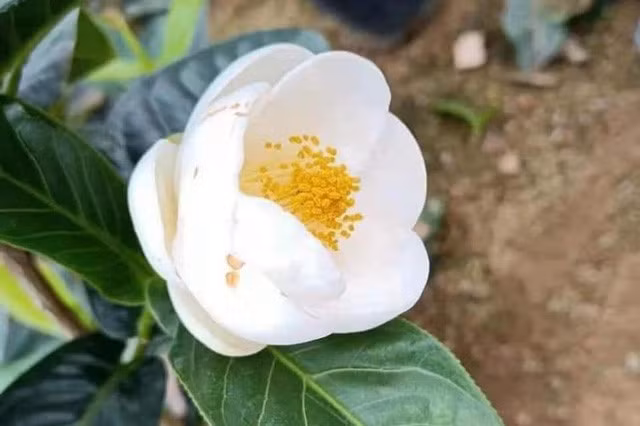 “Cơn sốt” bạch hải đường… trò lừa đảo trắng trợn