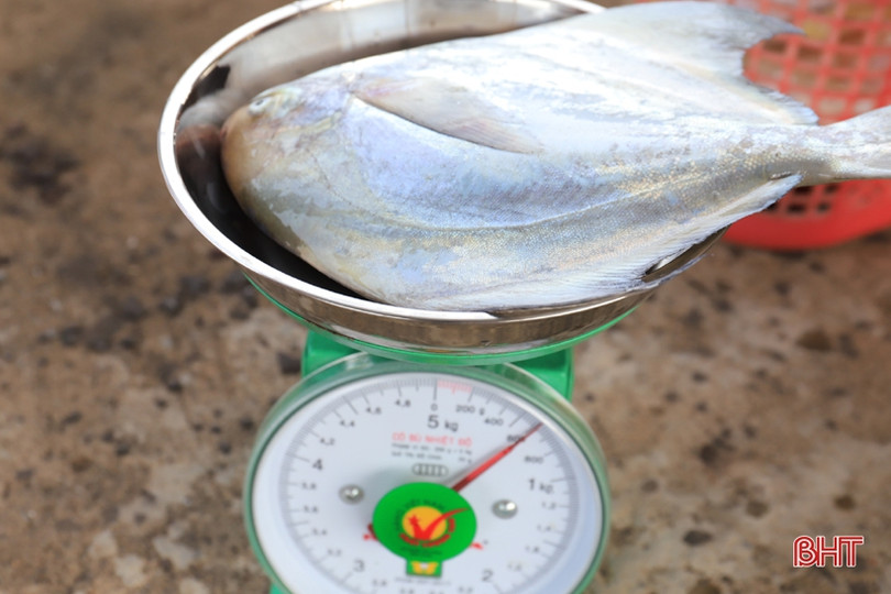 Ngư dân vùng cửa biển Hà Tĩnh liên tục “trúng đậm” mực ống