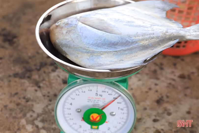 Ngư dân vùng cửa biển Hà Tĩnh liên tục “trúng đậm” mực ống