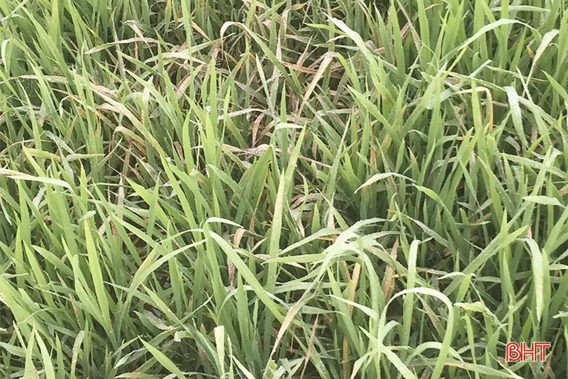 Can Lộc tập trung phòng trừ bệnh đạo ôn, vàng lá trên lúa vụ xuân