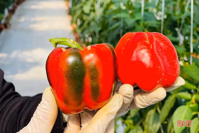 Mát mắt vườn ớt chuông công nghệ cao của nông dân Hà Tĩnh