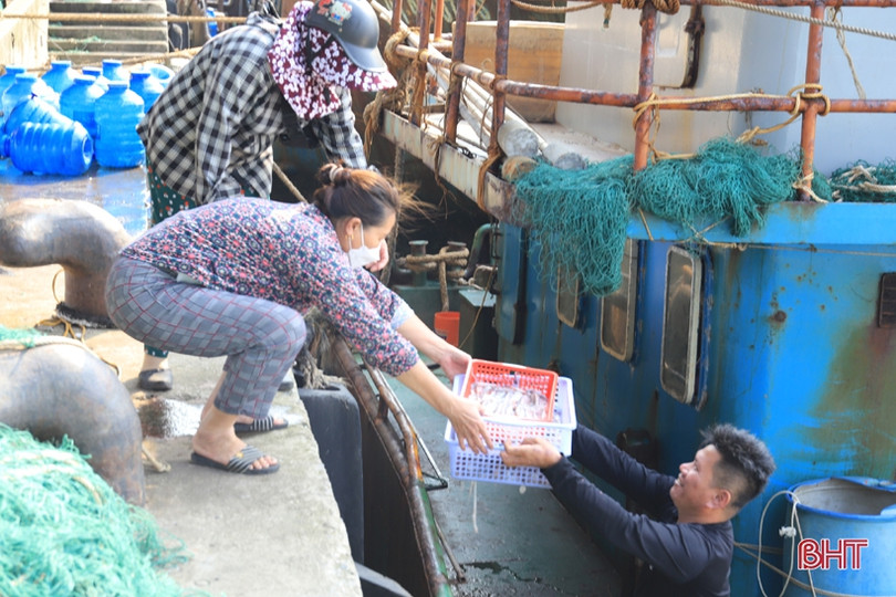 Ngư dân vùng cửa biển Hà Tĩnh liên tục “trúng đậm” mực ống