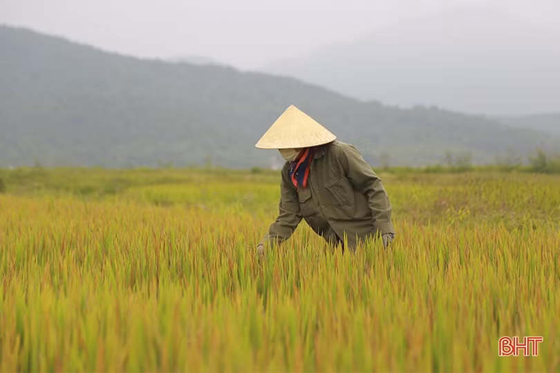 Can Lộc tập trung phòng trừ bệnh đạo ôn, vàng lá trên lúa vụ xuân