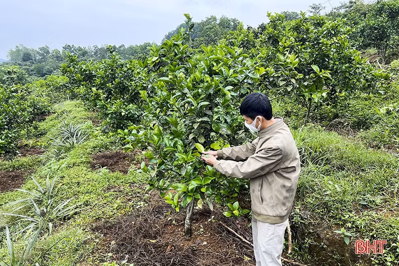 Nông dân Tân Hương thu nhập cao nhờ đa dạng hóa cây trồng, vật nuôi