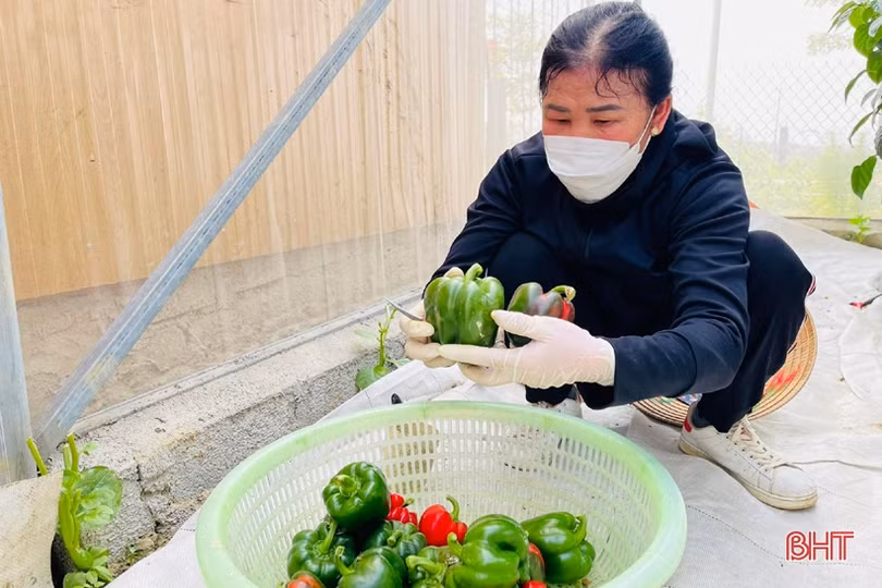 Mát mắt vườn ớt chuông công nghệ cao của nông dân Hà Tĩnh