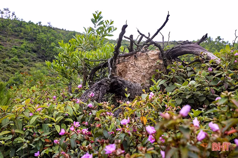 Thắm xanh những cánh rừng tàn sau vụ cháy lịch sử ở Hà Tĩnh