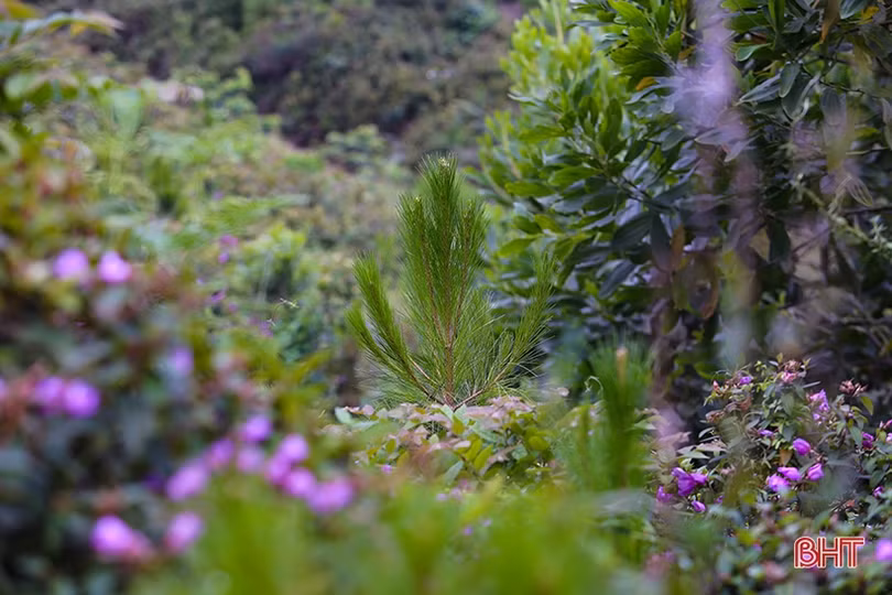 Thắm xanh những cánh rừng tàn sau vụ cháy lịch sử ở Hà Tĩnh