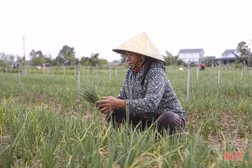Giá hành lá tăng 3 - 4 lần, nông dân “người vui, kẻ tiếc”