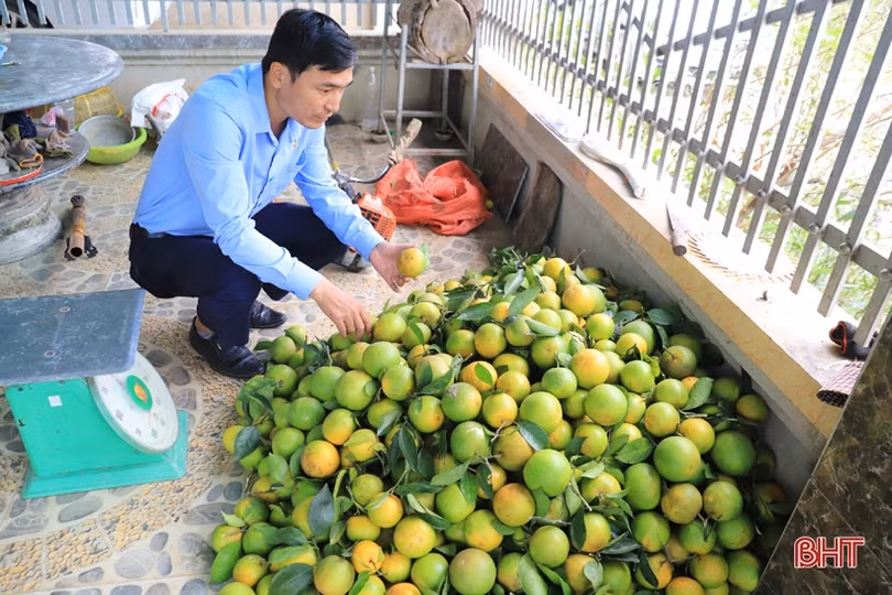 Người trồng cam Hương Sơn buồn lòng trước mùa thu hoạch