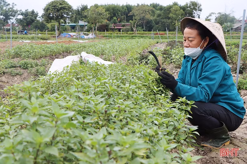 Rau được giá, nông dân Hà Tĩnh phấn khởi bám đồng sản xuất