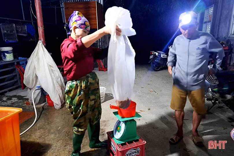Hà Tĩnh: “Săn” rươi, kiếm tiền triệu mỗi đêm