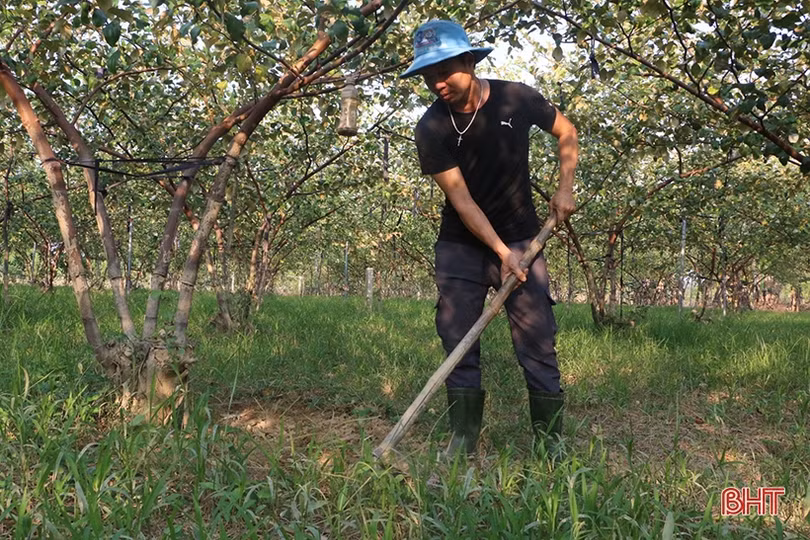 Cây táo đại bén duyên với vùng ven bãi bồi sông La