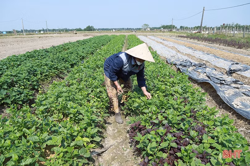Giá hành lá tại các chợ Hà Tĩnh cao nhất từ trước đến nay, 70.000 đồng/kg