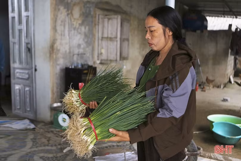 Giá hành lá tăng 3 - 4 lần, nông dân “người vui, kẻ tiếc”