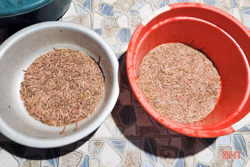 Mô hình nuôi rươi đầu tiên ở TP Hà Tĩnh vào mùa thu hoạch